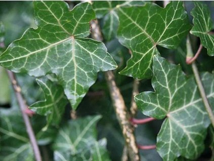 Břečťan popínavý 'Thorndale'