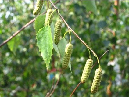 betula