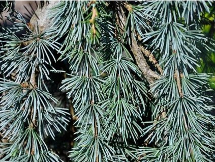 glauca pendula cedr