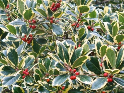 ilex x altaclerensis golden king tree p399 7565 image
