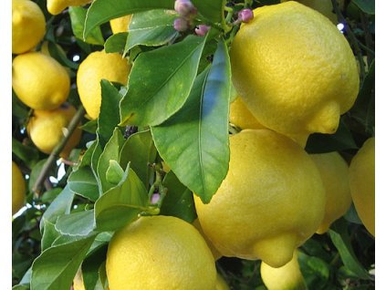 37617 1 citronovnik lemon