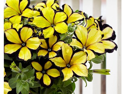 37686 1 crazytunia star jubilee