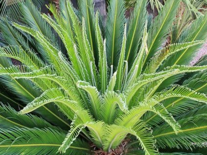 revoluta