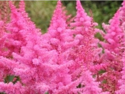 Čechrava Arendsova 'Anita Pfaifer' - Astilbe x arendsii 'Anita Pfaifer'