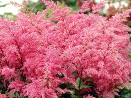 red pink