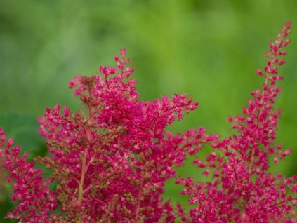 Čechrava japonská 'Koblenz' - Astilbe japonica 'Koblenz'