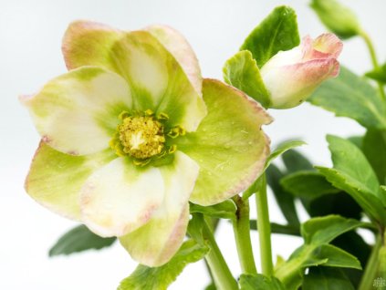Helleborus Christmas Carol (2)