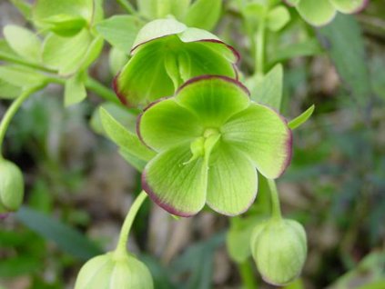 Čemeřice smrdutá - Helleborus foetidus