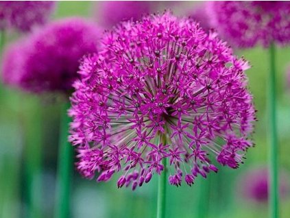 purple sen