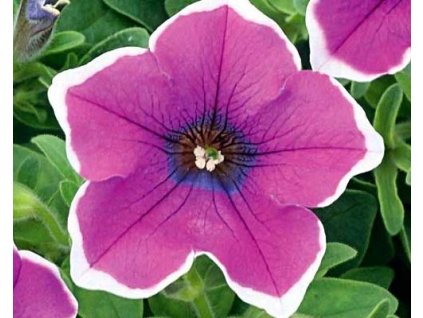 38310 1 deluxe lilac picotee