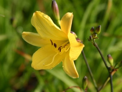 Denivka 'Corky' - Hemerocallis 'Corky'