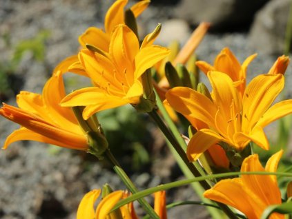 Denivka Middendorfova - Hemerocallis middendorfii