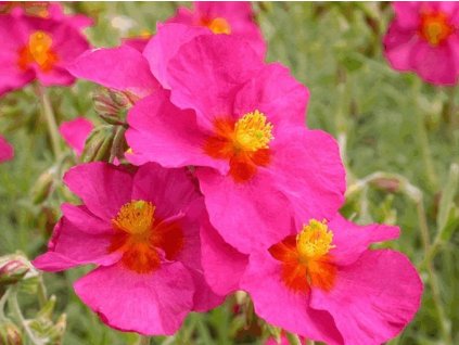 Devaterník 'Ben Hope' - Helianthemum 'Ben Hope'