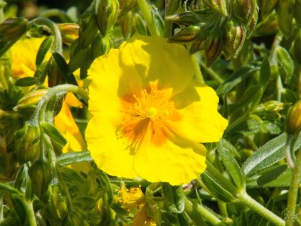 Helianthemum Golden Queen (2)