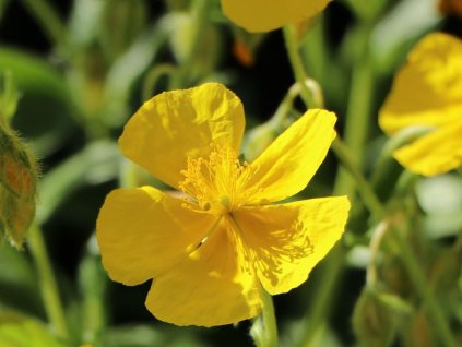 Devaterník x hybr. 'Sterntaler' - Helianthemum x hybr. 'Sterntaler'