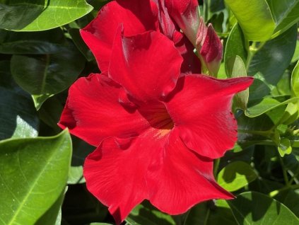 Diplandénie 'Rio Deep Red' - Mandevilla 'Rio Deep Red'