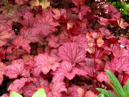Dlužicha 'Berry Smoothie' (EU29052) - Heuchera 'Berry Smoothie' (EU29052)