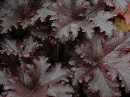 Dlužicha 'Black Taffeta' - Heuchera 'Black Taffeta'