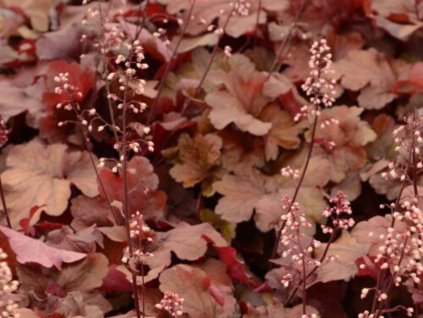 Dlužicha 'Fire Alarm' - Heuchera 'Fire Alarm'