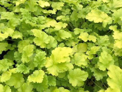 Dlužicha 'Lime Rickey' (EU17451) - Heuchera 'Lime Rickey'