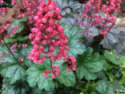 Dlužicha 'Paris' - Heuchera 'Paris'
