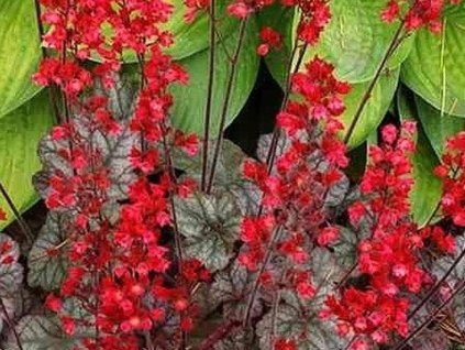 colar forest