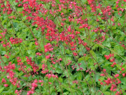 Dlužicha krvavá 'Leuchtkafer' - Heuchera sanguinea 'Leuchtkafer'