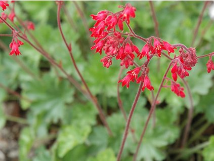 Dlužicha krvavá 'Ruby Bells' - Heuchera sanguinea 'Ruby Bells'