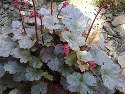 dlu�icha pr�honick�