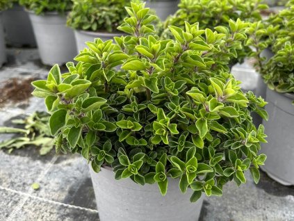 origanum vulgare