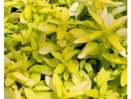 38880 1 dobromysl obecna aureum gold