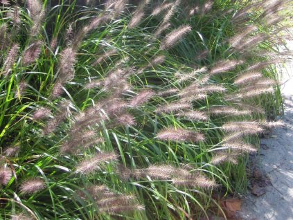 Dochan psárkovitý - Pennisetum alopecuroides