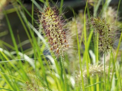 Dochan psárkovitý 'Hameln Gold'- Pennisetum alopecuroides 'Hameln Gold'