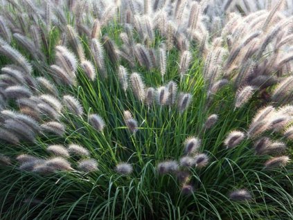 Dochan psárkovitý 'Moudry' - Pennisetum alopecuroides 'Moudry'