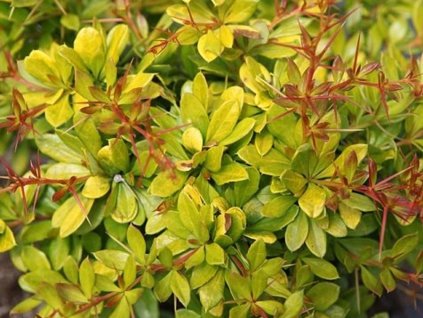 Dristal Neopadavy (Dristal Neopadavý, Dristalu Neopadavého, POPišTE SPECIFICKÉ, POPišTE SPECIFICKÉ VLASTNOSTI) Dristal Neopadavy
