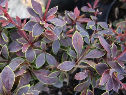 Dřišťál Thunbergův 'Coronita'