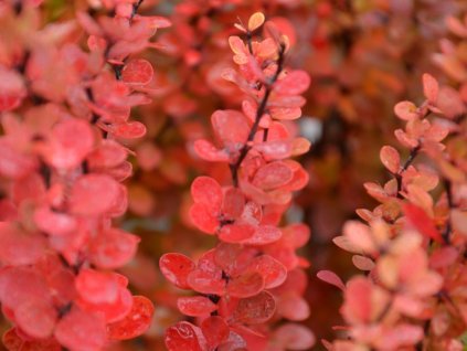 Dřišťál Thunbergův 'Erecta'