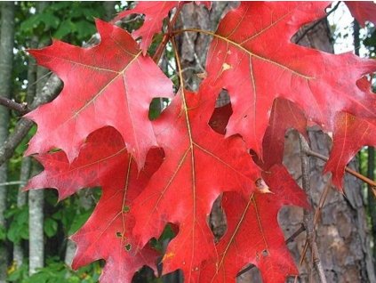 quercus rubra2
