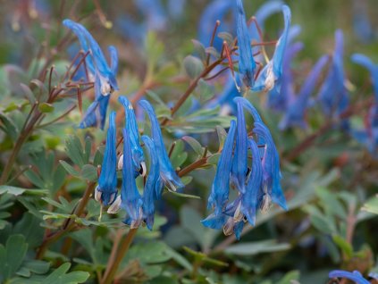 Dymnivka 'Blue Heron' - Corydalis flexuosa 'Blue Heron'