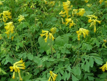 Dymnivka žlutá - Corydalis lutea