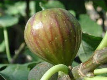 Fíkovník smokvoň 'Bornholm'