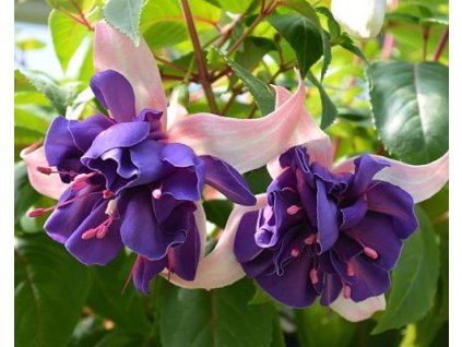 39948 1 fuchsie deep purple