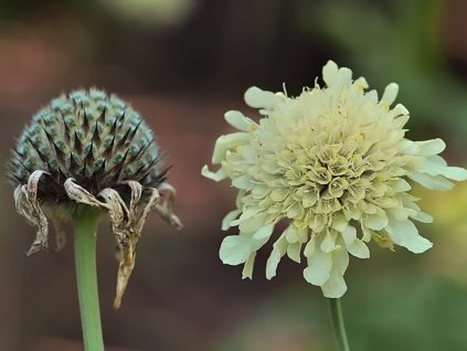 Hlavatka alpská - Cephalaria alpina