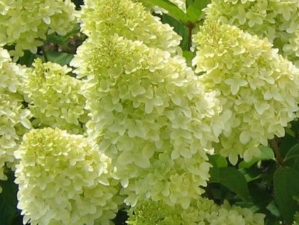 Hortenzie latnatá 'Limelight®'