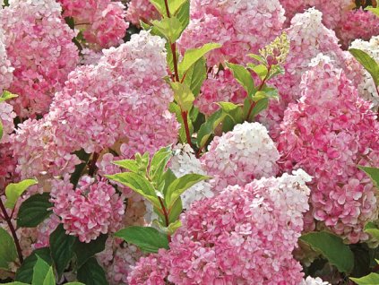 Hortenzie latnatá 'Vanille-Fraise'®