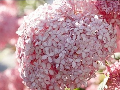 Hortenzie stromečkovitá 'Pink Annabelle'