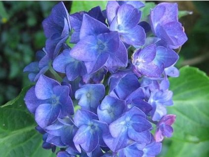 blauer