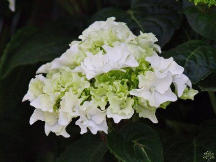 Hydrangea macrophylla White Wave