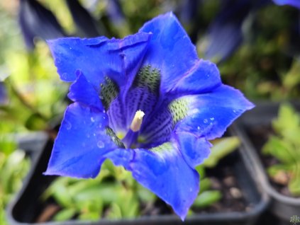 Hořec bezlodyžný - Gentiana acaulis hort.