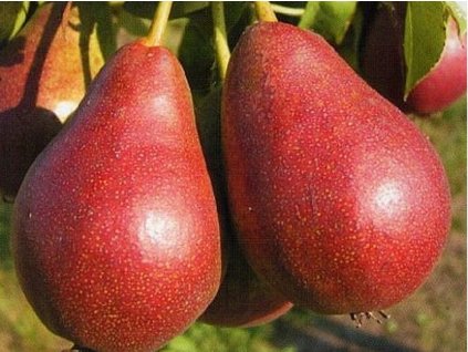 Hrušeň 'Astra'